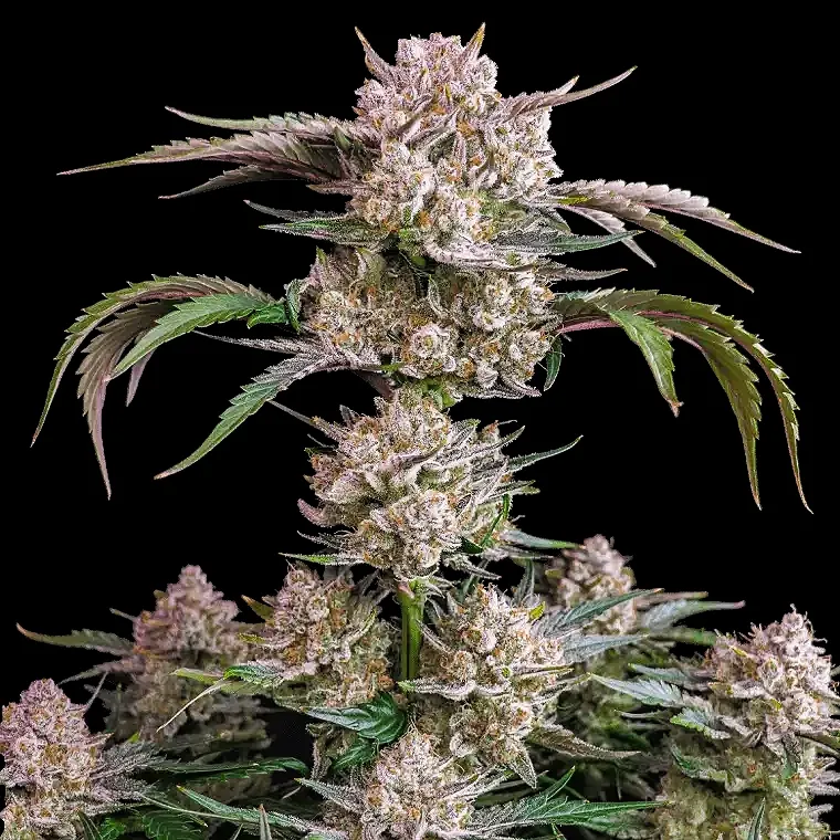 Fastbuds Strawberry Gorilla Autoflower 3pk (Fem)