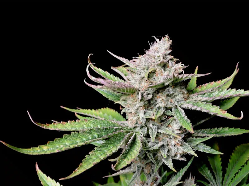 Fastbuds Cherry Cola Autoflower 3pk (Fem)