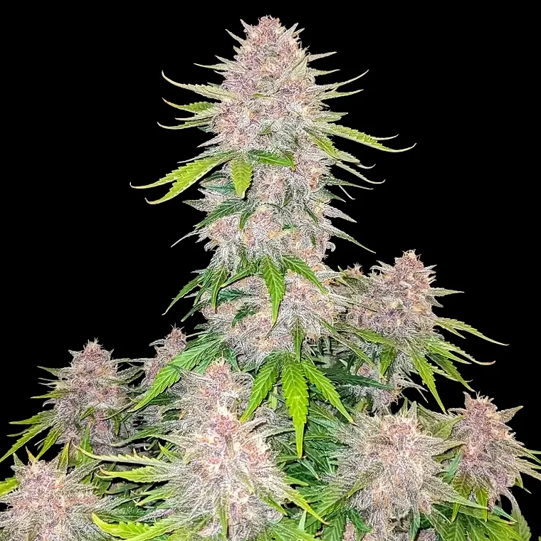 Fastbuds Cherry Cola Autoflower 3pk (Fem)