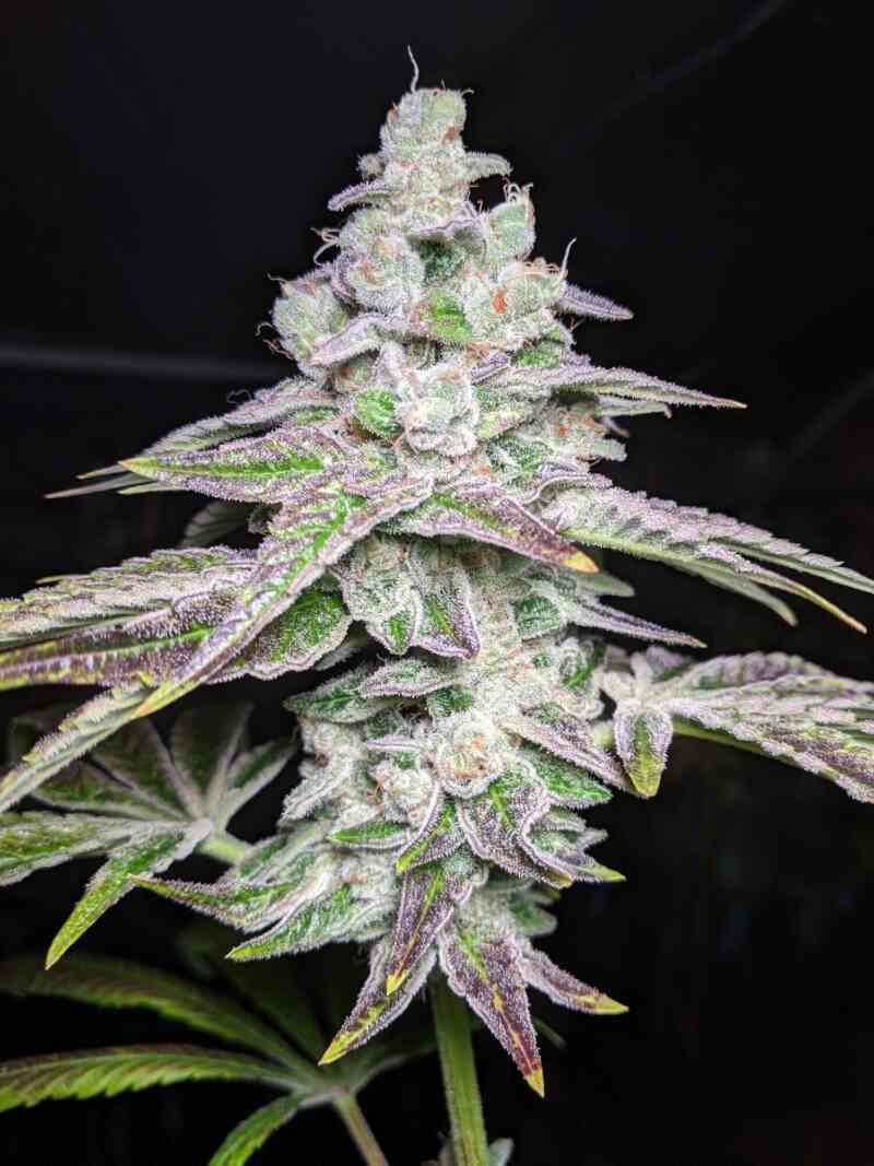 Twenty20 Mendocino SF’nG (So F’n Gassy) F2 (Fem) - 6 Pack