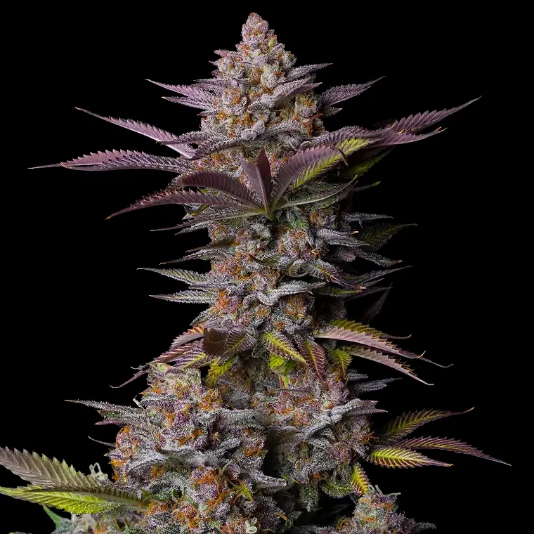 Fastbuds Tropicana Cookies FAST Photoperiod - 3pk (Fem)