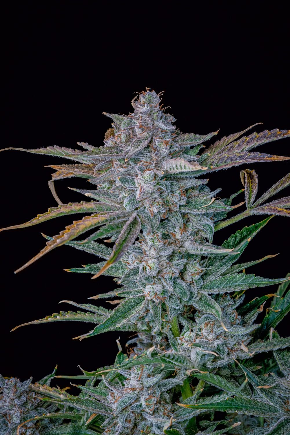 Mephisto Toof Fairy Auto - 5pk Fems