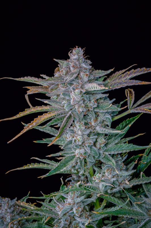 Mephisto Toof Fairy Auto - 5pk Fems