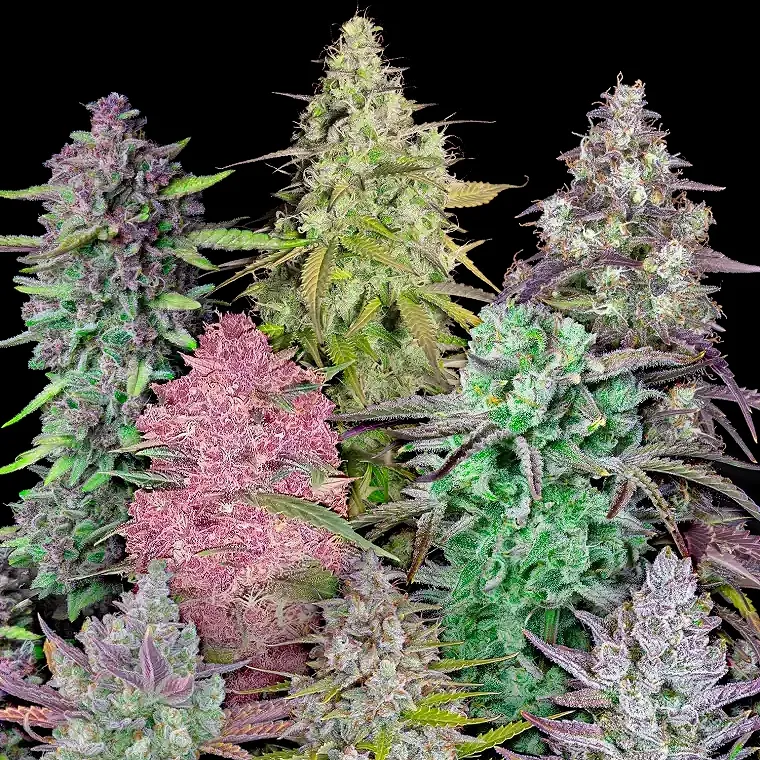 Fastbuds Mix Pack Autoflower 5pk (Fem)