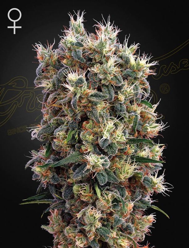 Green House Seed Co - The Church (SWISS SATIVA X SKUNK X SUPER SKUNK X NORTHERN LIGHTS)  Photoperiod 5-Pack Fem
