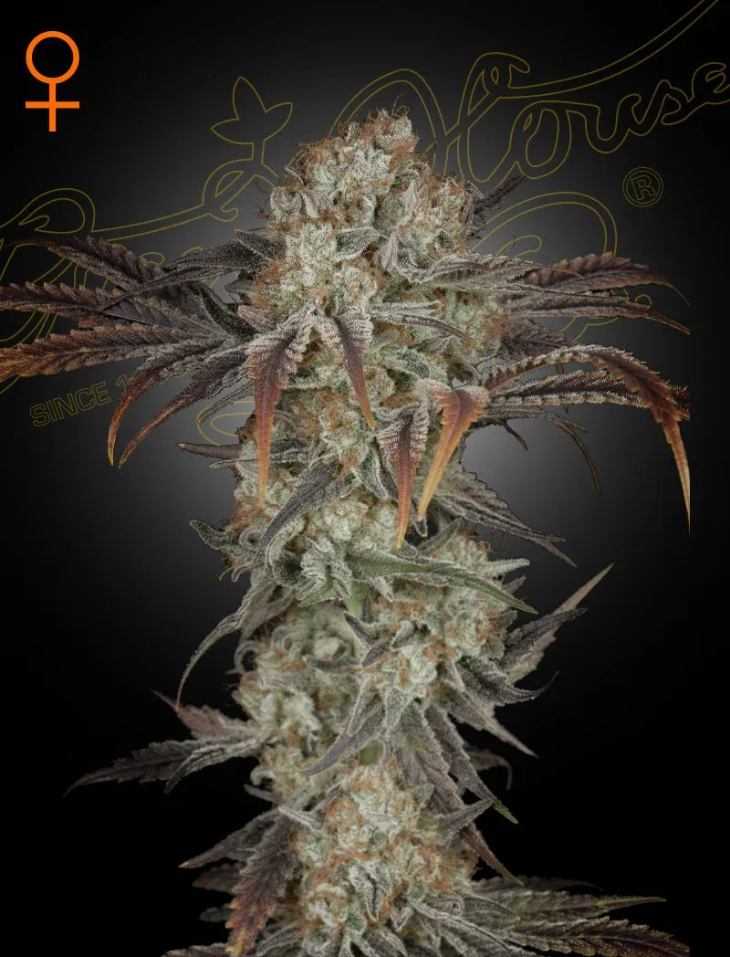 Green House Seed Co - Money Maker (ORIGINAL MASTER KUSH X HINDU KUSH X SKUNK)  Photoperiod 5-Pack Fem