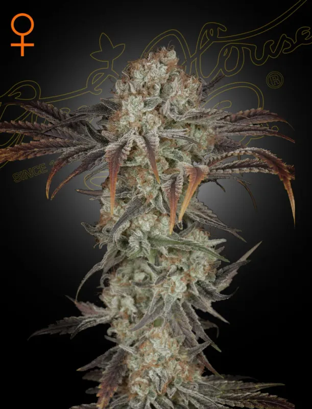 Green House Seed Co - Money Maker (ORIGINAL MASTER KUSH X HINDU KUSH X SKUNK)  Photoperiod 5-Pack Fem