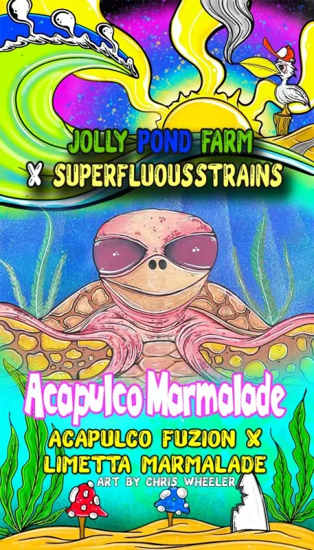 Jolly Pond Farm Acapulco Marmalade - 3 Feminized Photoperiod Seeds