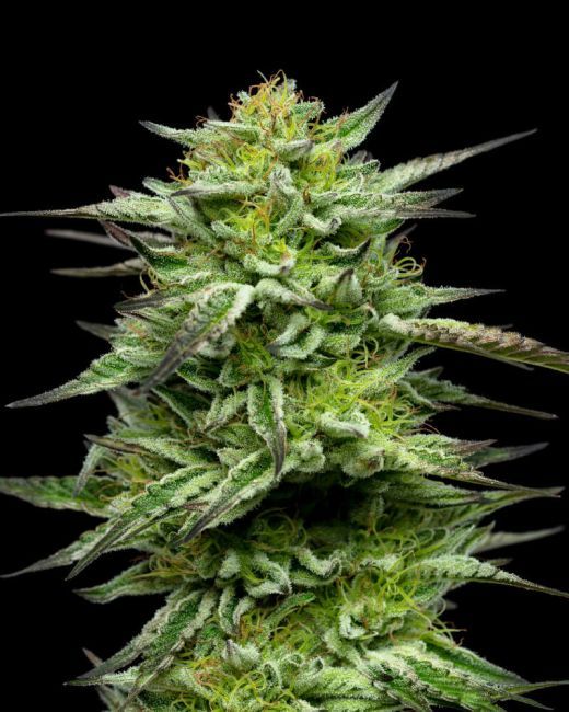 Humboldt Seed Company Mountaintop Mint (F) Photoperiod - 5 Pack