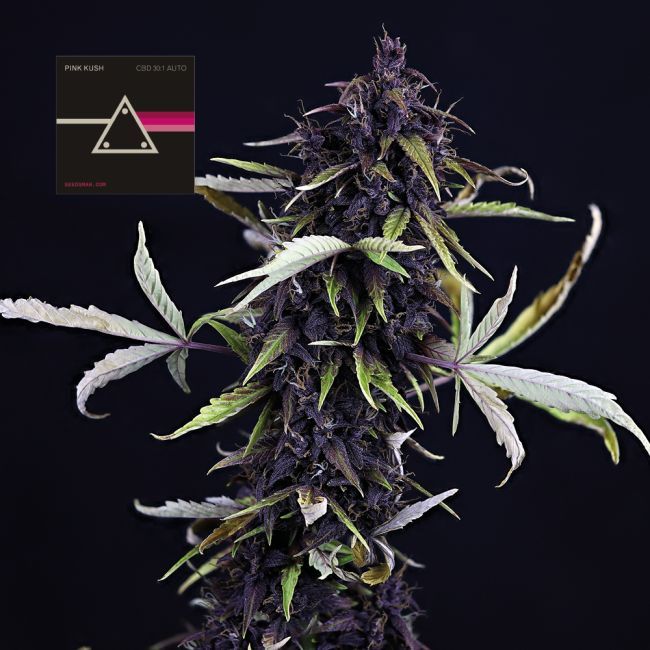 Seedsman - Pink Kush CBD 30:1 Auto Feminized Seeds - 3 pack