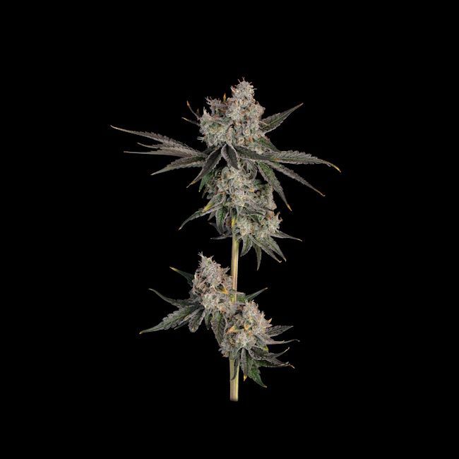 Happy Valley Genetics Knockout Feminized Photoperiod - 6 Pack