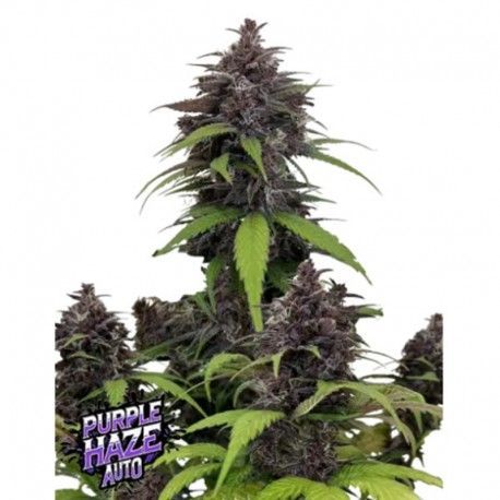 FastBuds -  Purple Haze Auto - 3 pack Fem