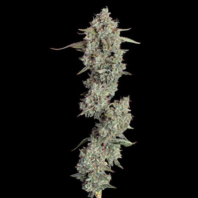 Happy Valley Genetics Pineapple Diesel Auto Feminized - 3 Pack