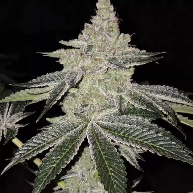 Ethos Chama R1 Feminized Photoperiod - 5 Pack