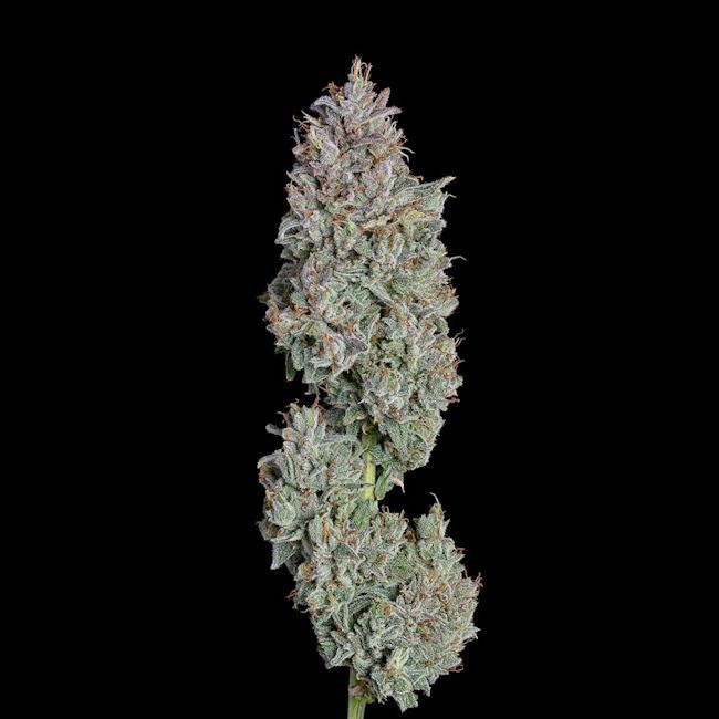 Happy Valley Genetics Easy Button Auto Feminized - 3 Pack
