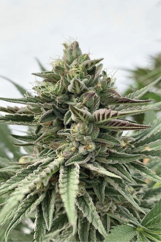 HSC Humboldt Pound Cake (F) 5 Pack