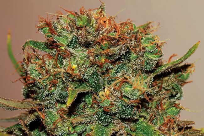 Fruity Pebbles Fem Auto 4 Pack