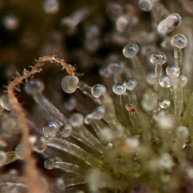 Gorilla Glue Fem Auto 4 Pack