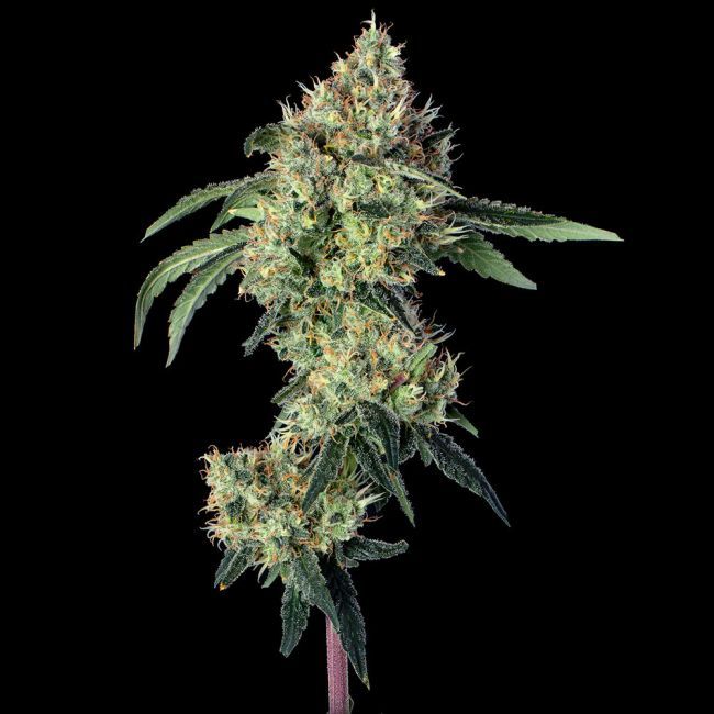 Happy Valley Genetics - Lemon Prime (F) Photoperiod - 6 Pack