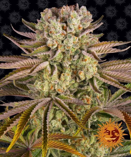 Barney's Farm Pineapple Express - Fem Photo - 5 Pack