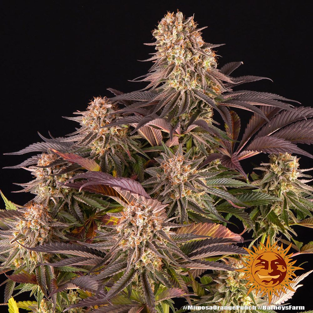 Barney's Farm Mimosa x Orange Punch - Fem Photo - 5 Pack