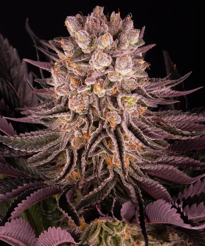 Barney's Farm Mimosa x Orange Punch - Fem Photo - 5 Pack