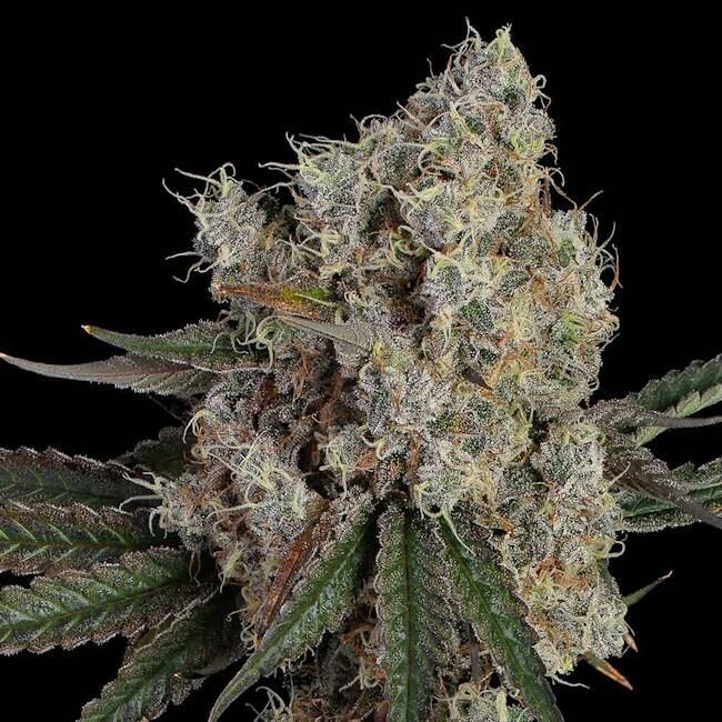 Happy Valley Genetics Super Belts Feminized Photoperiod - 6 Pack