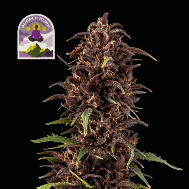 Seedsman - Purple Kush CBD 1:1 Auto Feminized Seeds - 3 pack