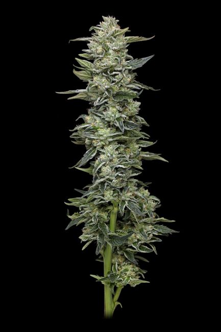 Humboldt Seed Company Honey Bear (F) 5 Pack