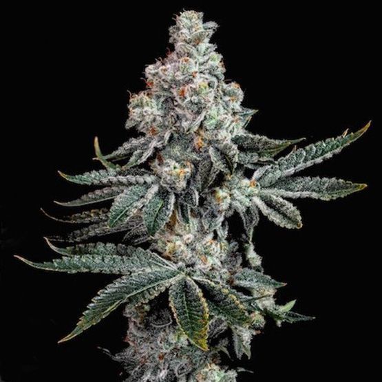 Ethos Grandpa's Cookies R2 V1 (F) 5 Pack