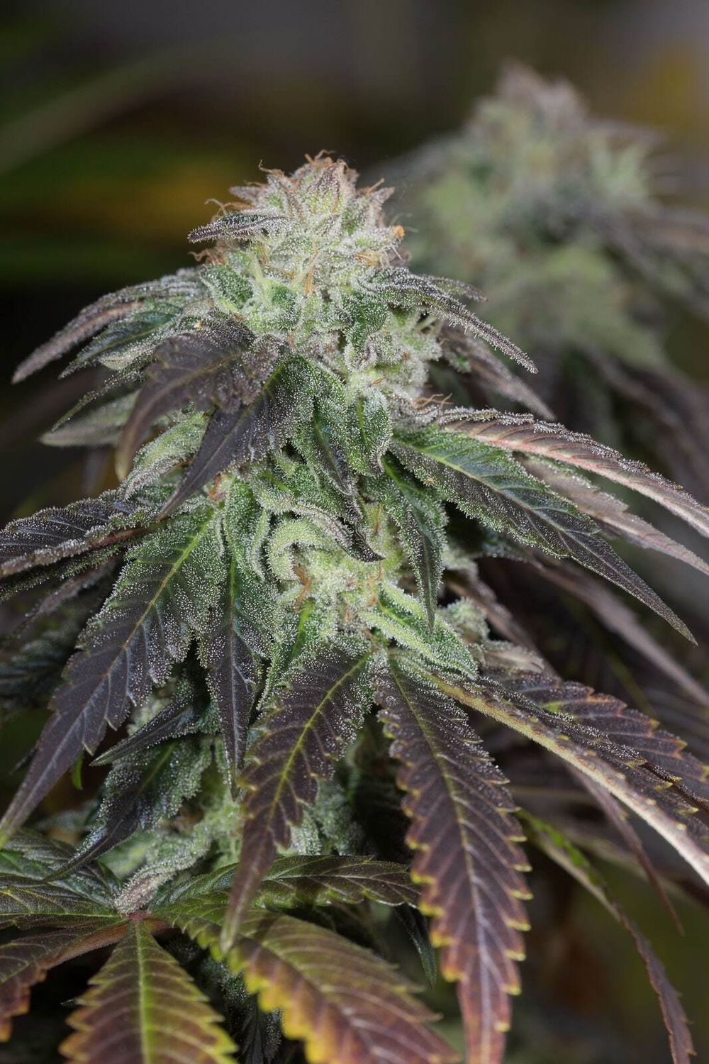 Humboldt Seed Company OG Kush (F) 5 Pack Photoperiod