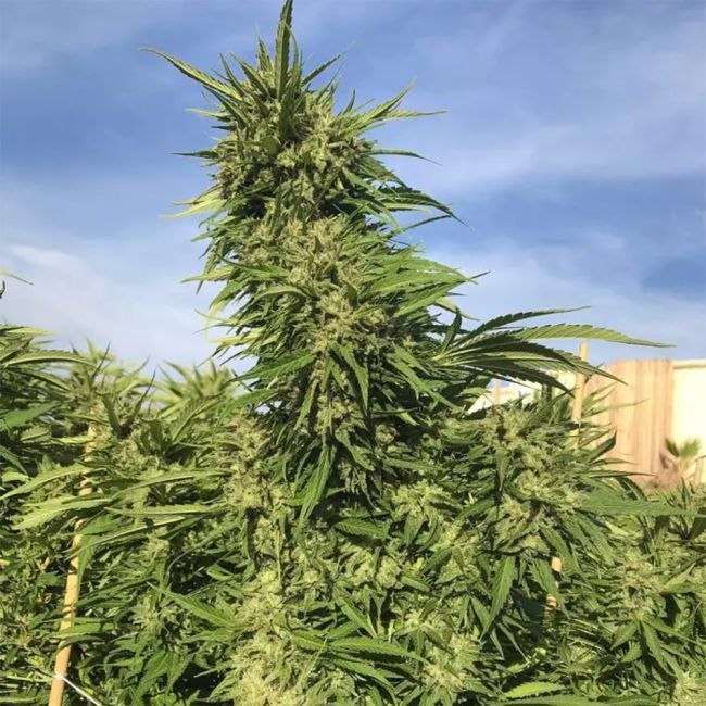 Green Crack Photoperiod (F) - 4 pack