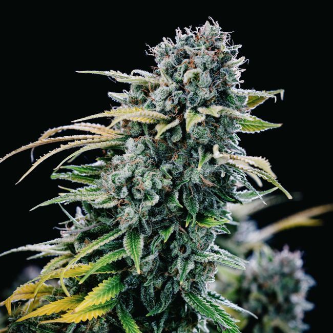 Green Crack Photoperiod (F) - 4 pack