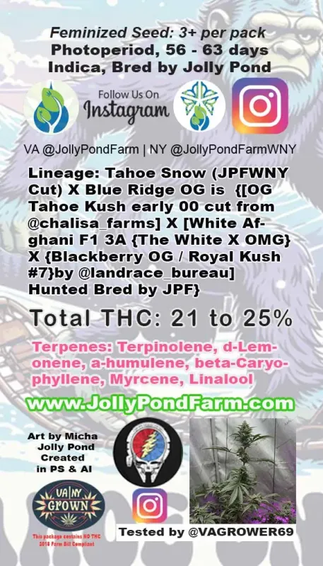 Jolly Pond Farm Snow Shoeing - 3 Feminized Photoperiod Seeds