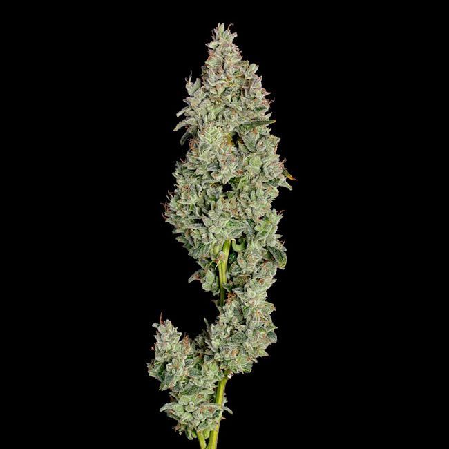 Happy Valley Genetics Pineapple Daddy Auto Feminized - 3 Pack