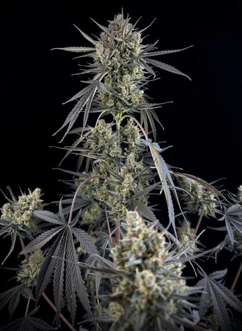 Fastbuds Pound Cake Autoflower 3pk (Fem)
