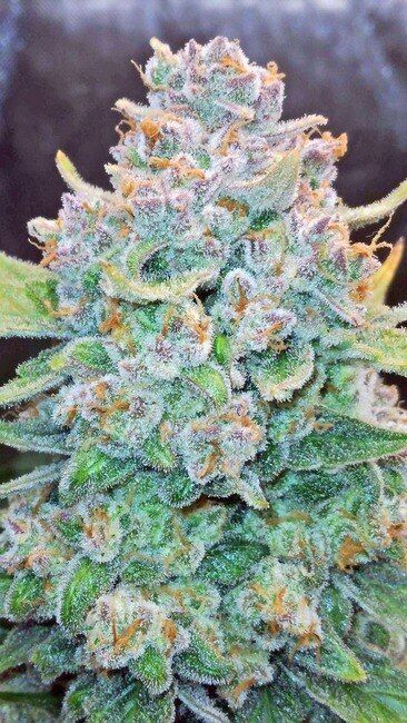 Fastbuds Papaya Cookies Autoflower 3pk (Fem)