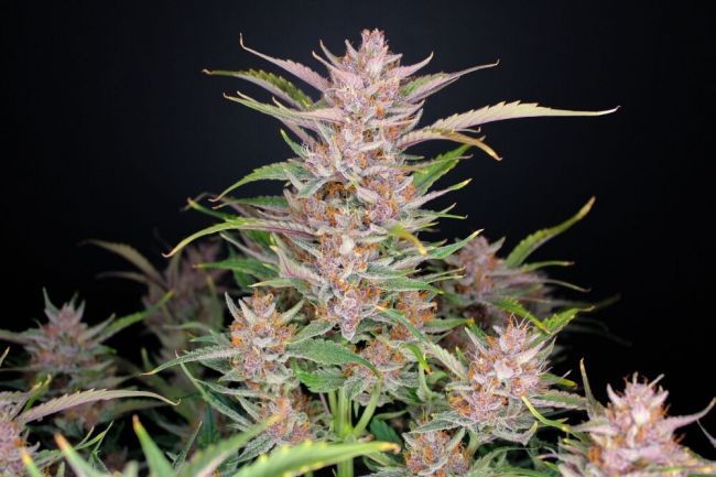 Fastbuds Gorilla Punch Autoflower - 3 pack (Fem)