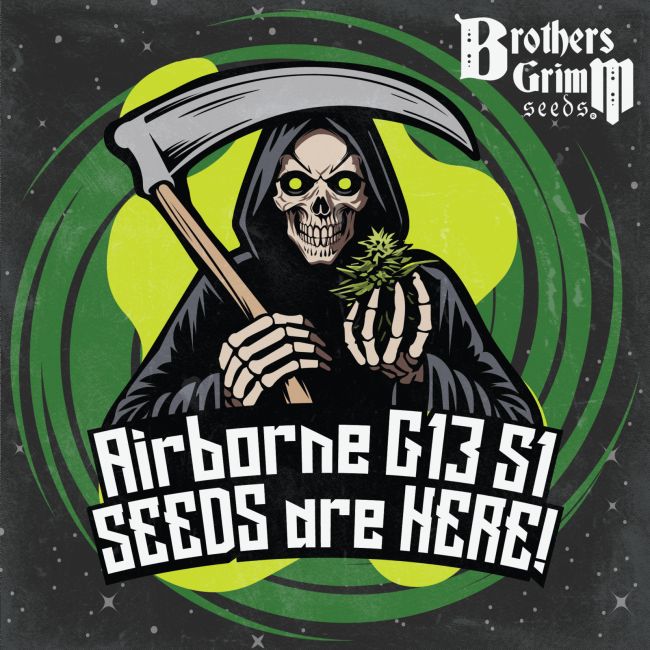 Brothers Grimm Airborne G13 S1 Photoperiod (F) - 3 pack