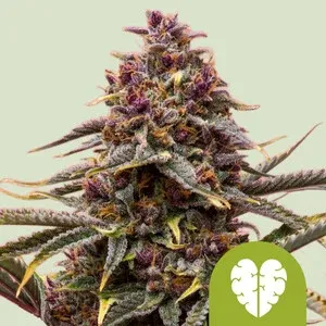 Royal Queen Seeds Pink Mist Autoflower Fem - 3 pack