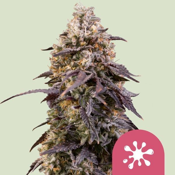 Royal Queen Seeds Sticky Queen Photo Fem - 3 pack