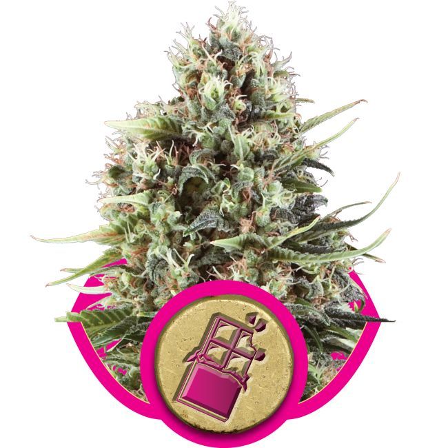 Royal Queen Seeds Chocolate Haze Photo Fem - 5 pack