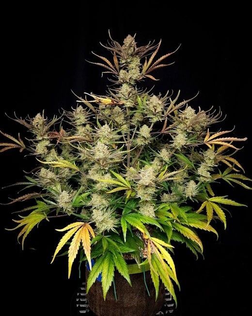 Fastbuds Guava Sundae Auto 3pk (Fem)