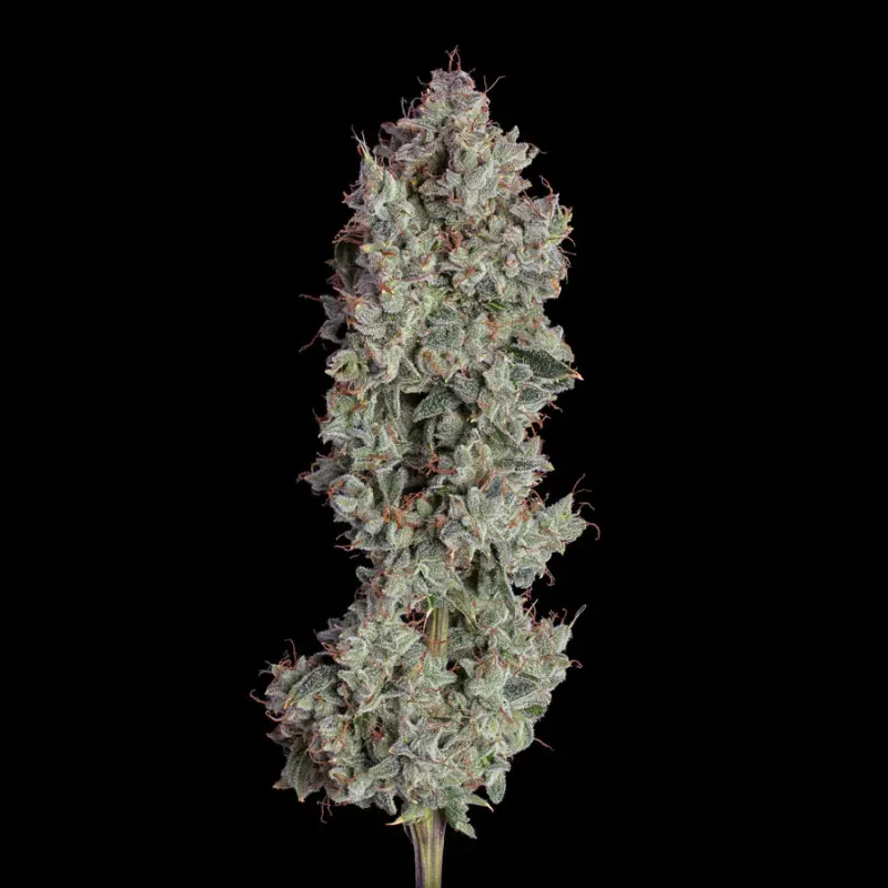 Happy Valley Genetics Shortcut Auto Feminized - 3 Pack