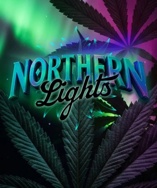 Barney's Farm Northern Lights - Fem Photo - 3 Pack