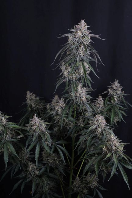 Fastbuds GMO Auto 3pk (Fem)