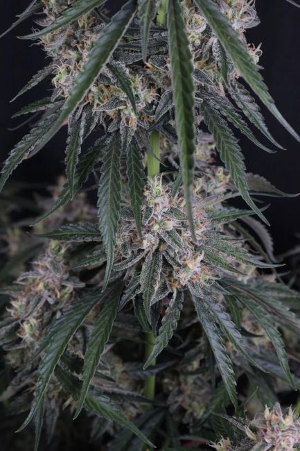 Fastbuds GMO Auto 3pk (Fem)
