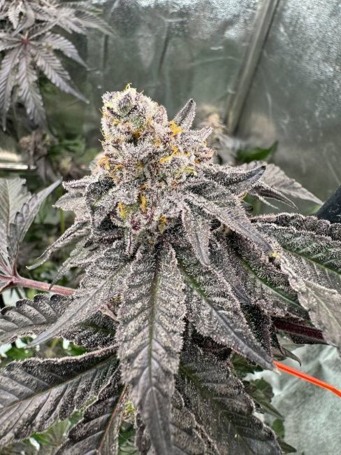 Fastbuds Gary Sherbet Photoperiod 3pk (Fem)