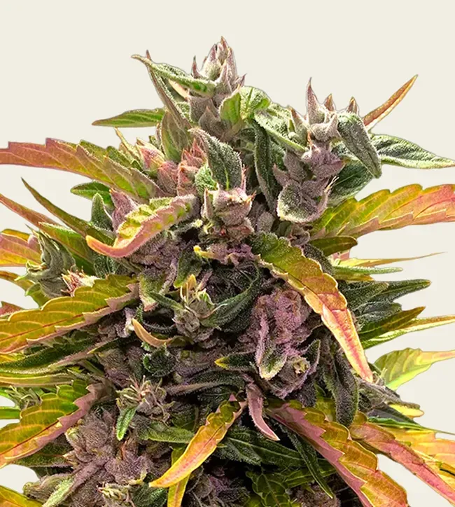 Barney's Farm GG4 Auto - Fem - 3 Pack