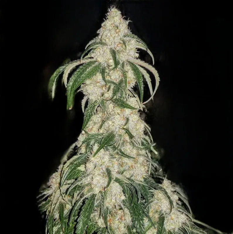 Ethos Big Fat N' Fruity (F) 5 Pack